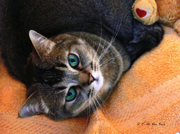 HDRtist HDR Rendering - http://www.ohanaware.com/hdrtist/